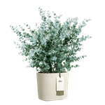 eden 25cm linen white